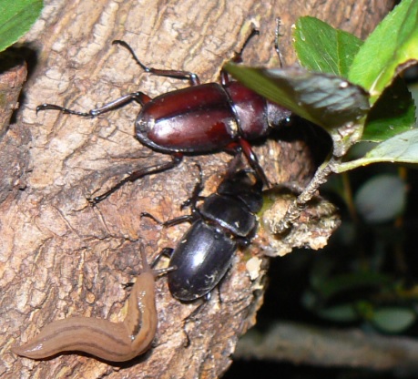 ☆中州のヤナギ_ノコギリクワガタ♂、ヒラタクワガタ♂_2021年6月22日